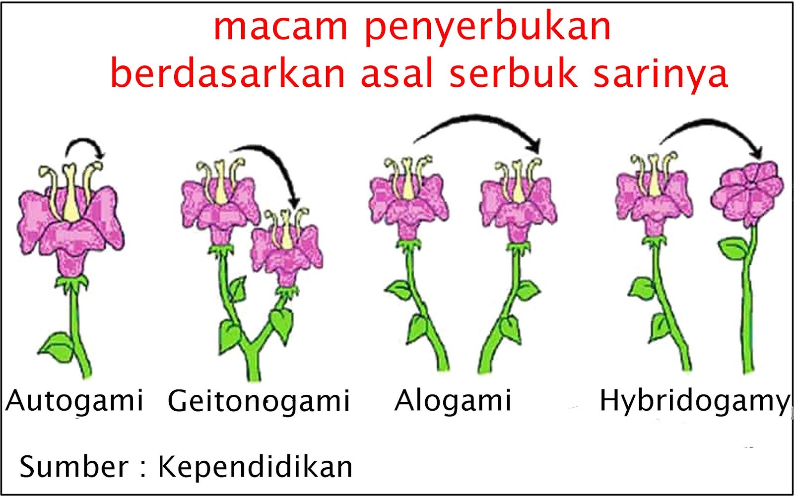 Jenis-Jenis Penyerbukan pada Tumbuhan