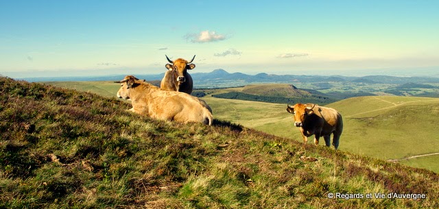 auvergne, vaches