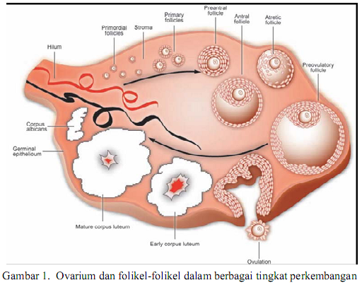 Wanita Harus Tahu, Inilah 5 Alasan yang Menjadi Penyebab Terjadinya Menopause Dini Wanita Harus Tahu, Inilah 5 Alasan yang Menjadi Penyebab Terjadinya Menopause Dini