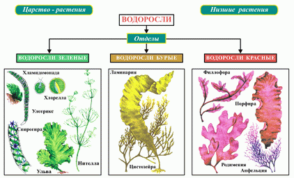 Значение Водоросли Фукус