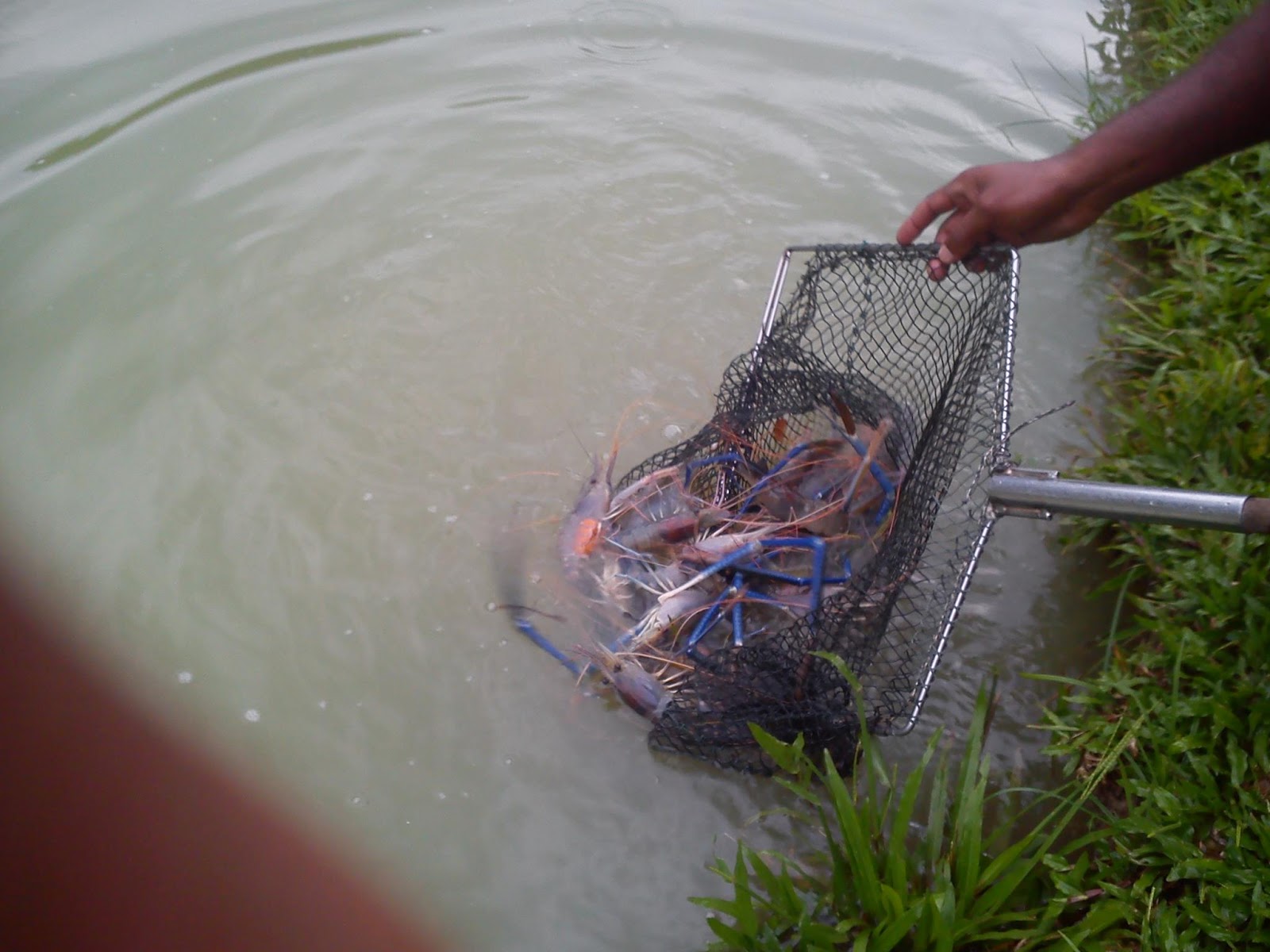 panen udang galah dalam kolam ember