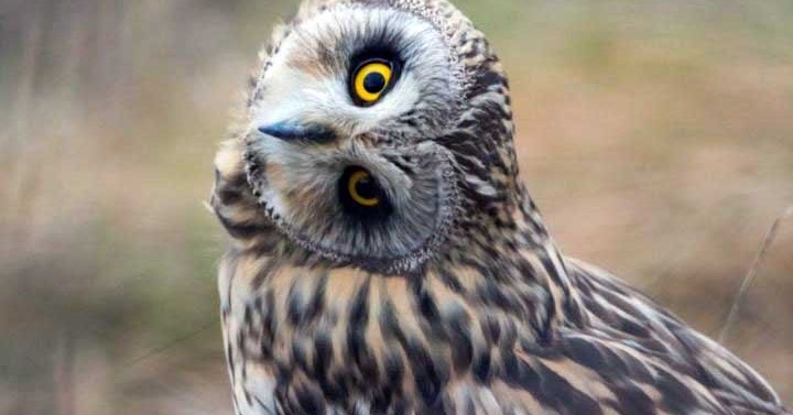 7 Fakta Menakjubkan Burung Hantu - Misteri, Fakta dan Fenomena