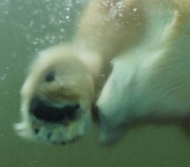 Tierpark Neumünster Eisbär Kinder Familie Herbst Winter Frühjahr