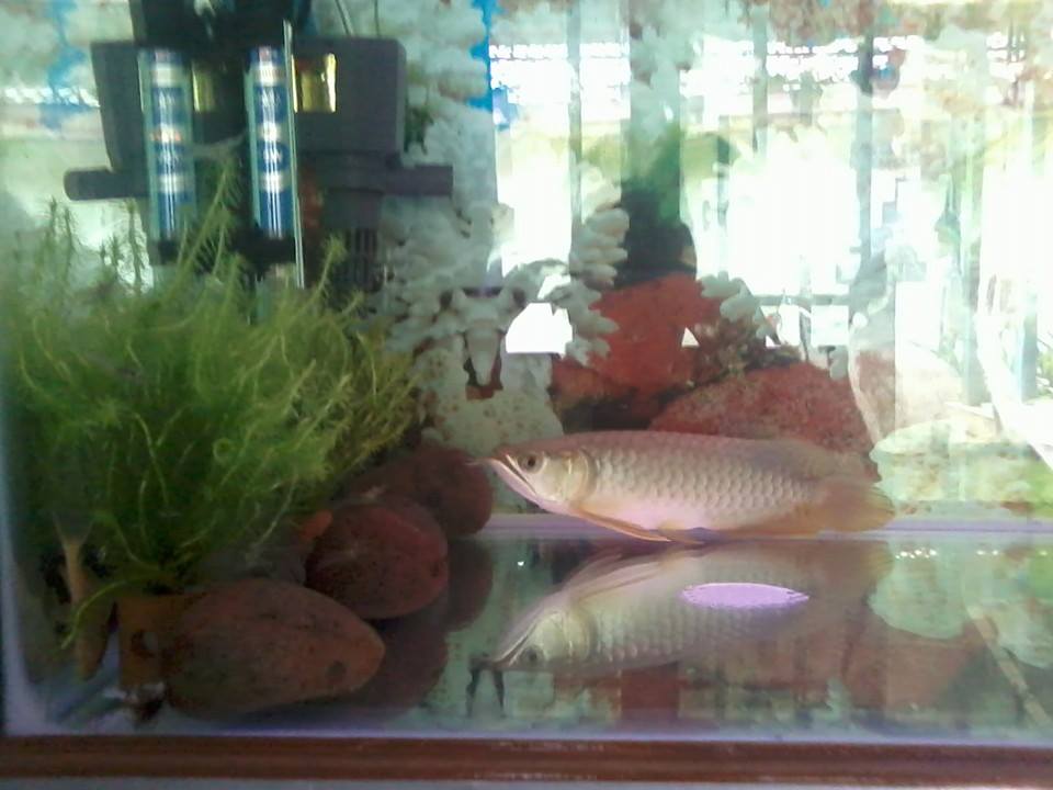 Kenapa Ikan Arwana Berenang ada di Dasar Akuarium - blacan.com