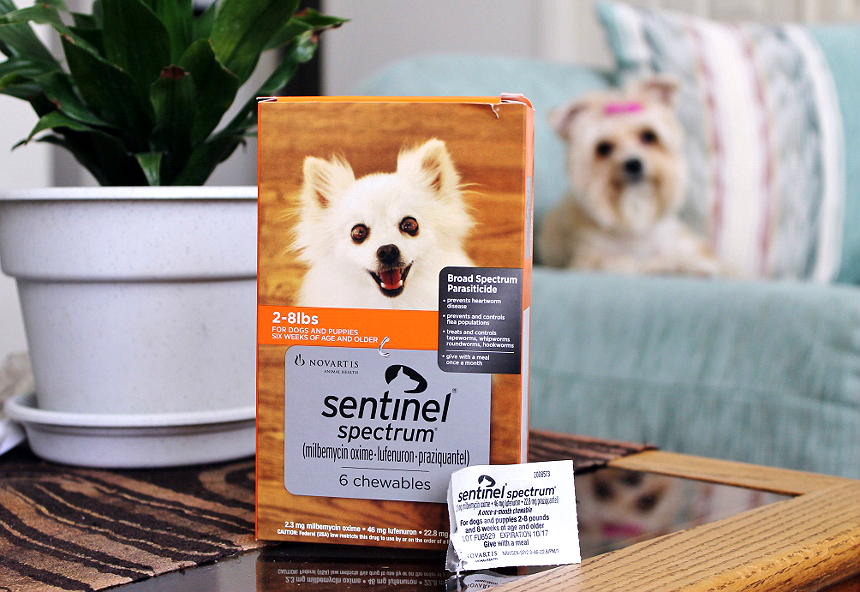 Sentinel® Spectrum® is a delicious beefy bacon flavored chew you can give your dog once a month to prevent 6 common parasites in dogs; fleas, heartworm, tapeworm, whipworm, roundworm, and hookworm. As your vet about prescribing Sentinel® Spectrum® on your next visit! #sponsored