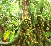 Budidaya cabe, Tanaman Cabe, Cacar Buah, Patek, Cabai, Penyakit, Serangan, Rusak, Gagal Panen, Harga Murah, Musim penghujan, Lmga Agro