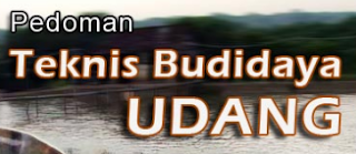 CARA TEKNIS BUDIDAYA UDANG WINDU