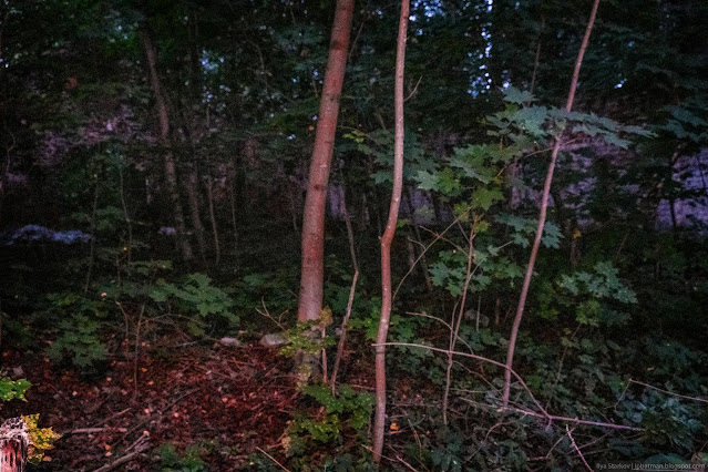 Сочинение про усадьбу рукавишниковых Деревья проросли в кирпичных руинах