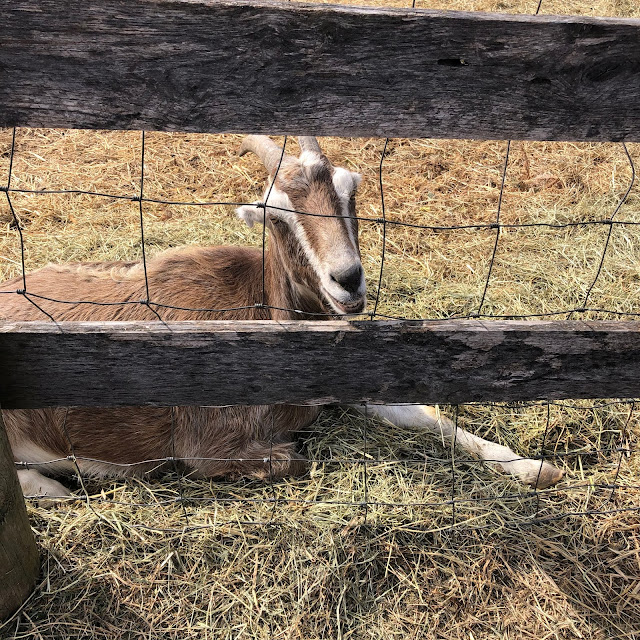 Hello goat friend! Learning about farm animals at Brunner Family Forest Preserve is an added bonus.