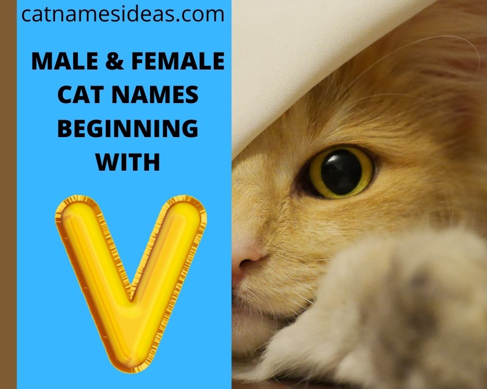 Cat английский язык. Смешные кошачьи имена. I ve got a cat. My cat name is. Светлый котёнок имя.