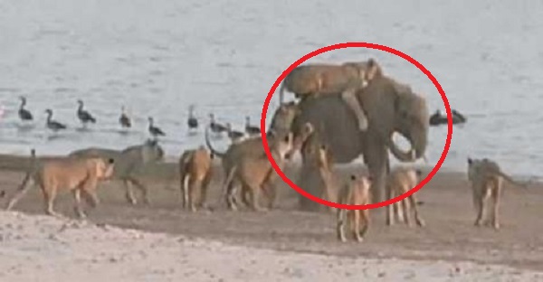 Video 1 Gajah 14 Singa Pertarungan Brutal Waktu Reporter Jesse