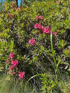 [Ericaceae] Rhododendron ferrugineum – Alpenrose (Rododendro rosso).