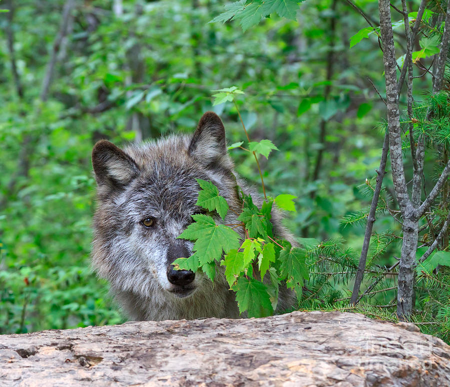 Волк наблюдает. Волк затаился. Волк в кустах. Волк за деревом. Волк выглядывает.