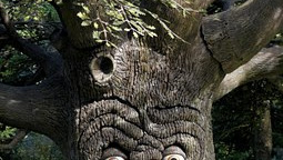 PEMUDA SERAKAH DAN POHON AJAIB #ajaib