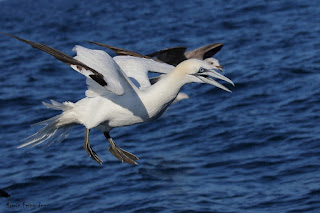 Uno de los animales más veloces Alcatraz Atlántico(Morus Bassanus)