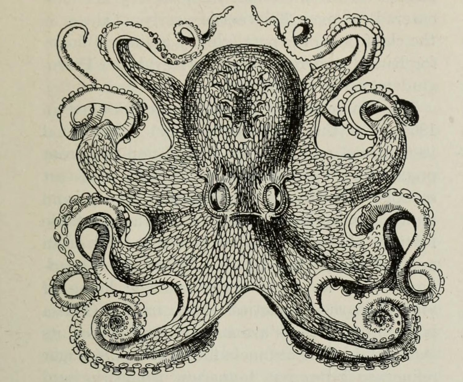 Data Deluge: Other Minds: The Octopus and the Evolution of Intelligent ...