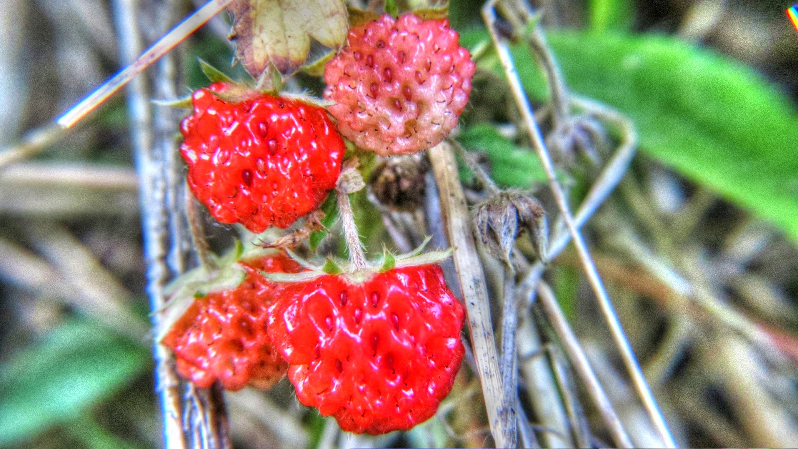 Backyard Birding....and Nature Wild Strawberries in the Yard