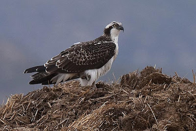 Osprey