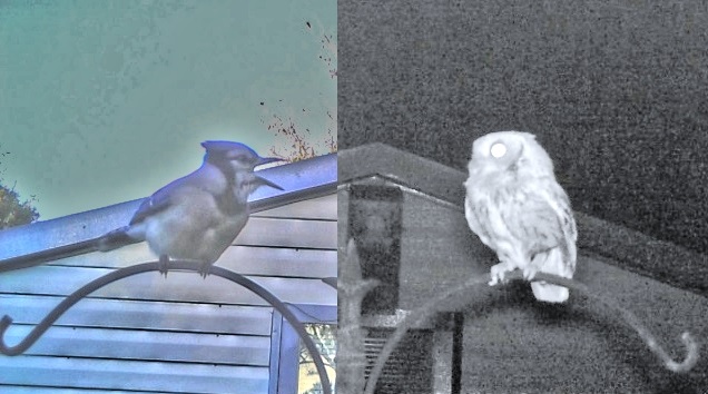 Blue Jays Harass Screech Owls in Nest Box