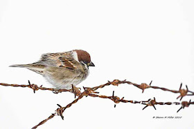 bird, sparrow, rusty barbed wire