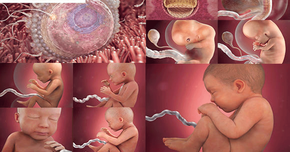 مراحل نمو الجنين داخل الرحم بداء من تلقيح البويضة حتى المرحلة النهائية من الحمل