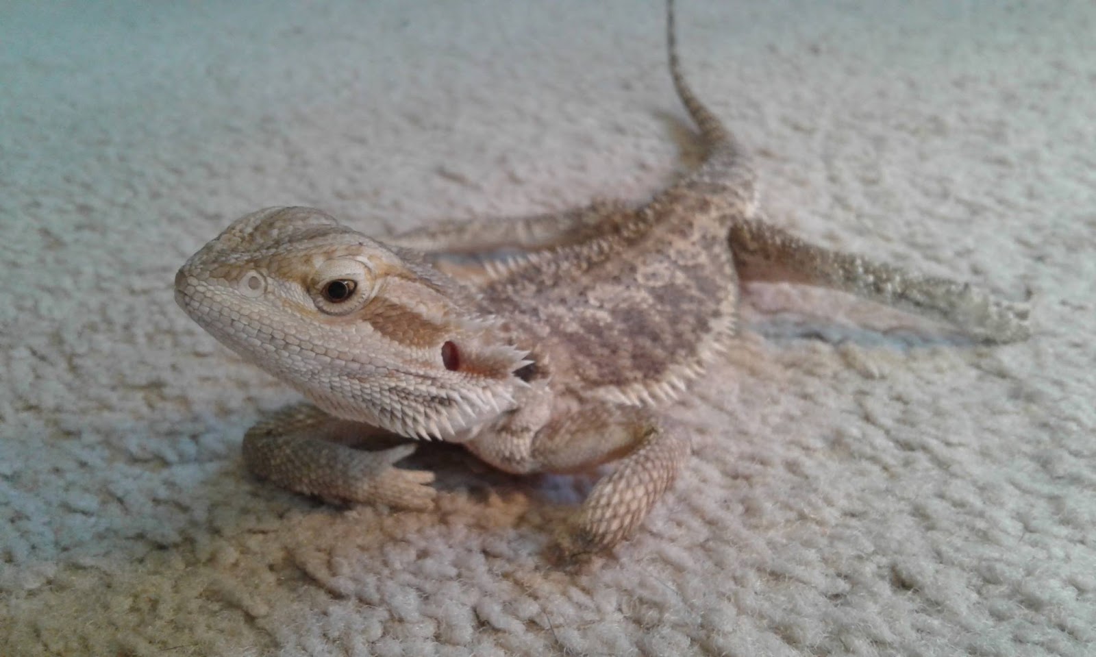 bearded-dragon-for-adoption-4.jpg