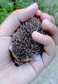 les rencontres du hérisson 2011