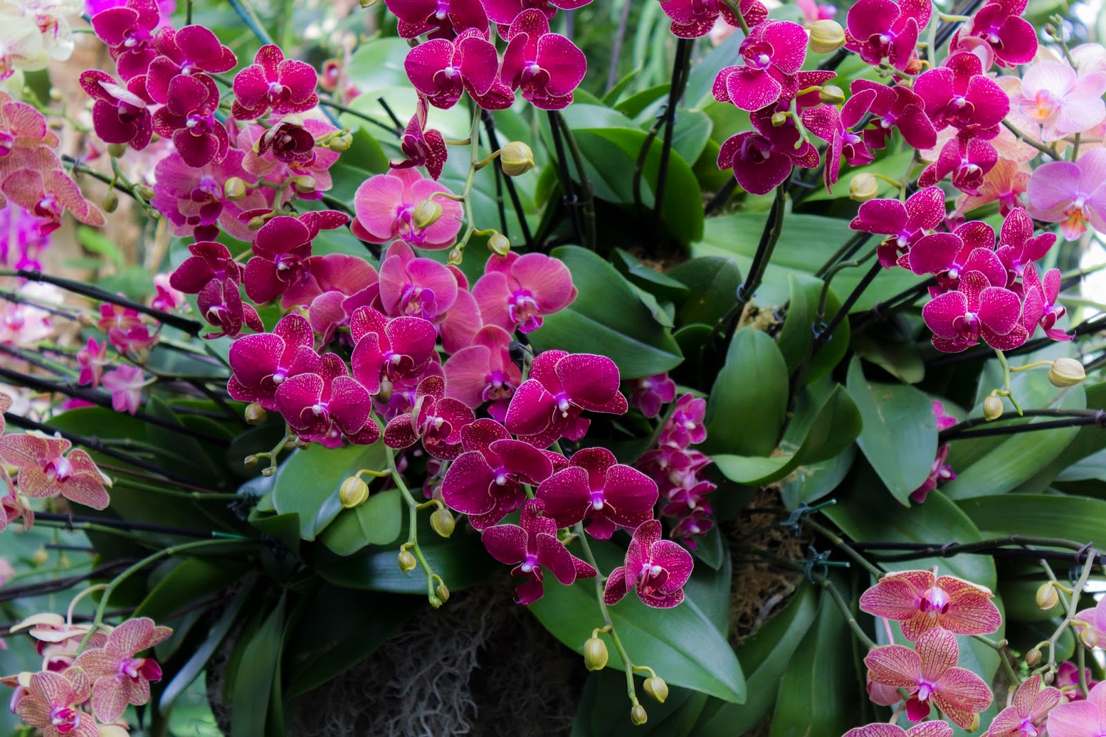 Maria's Orchids 2017 New York Orchid Show Phalaenopsis