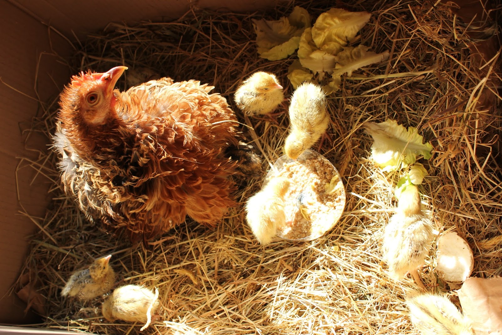 How to Cure Curled Toe Paralysis in Poultry & A Study of Riboflavin