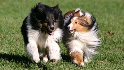 Shetland Sheepdog