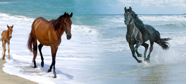 أنواع الخيول في العالم