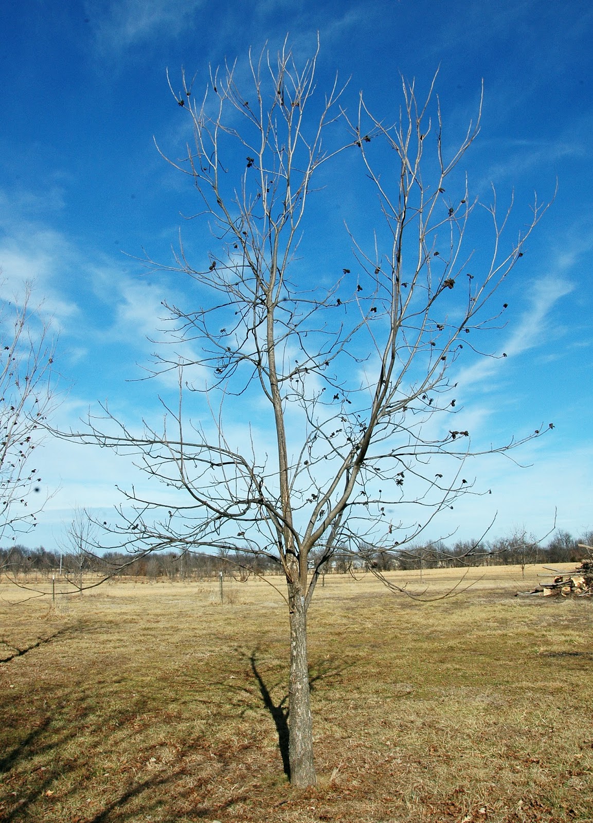 Northern Pecans Selecting scionwood