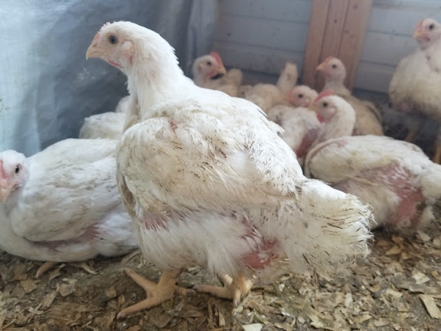 Young white broiler chickens on a wood shavings floor, waiting to be fed.