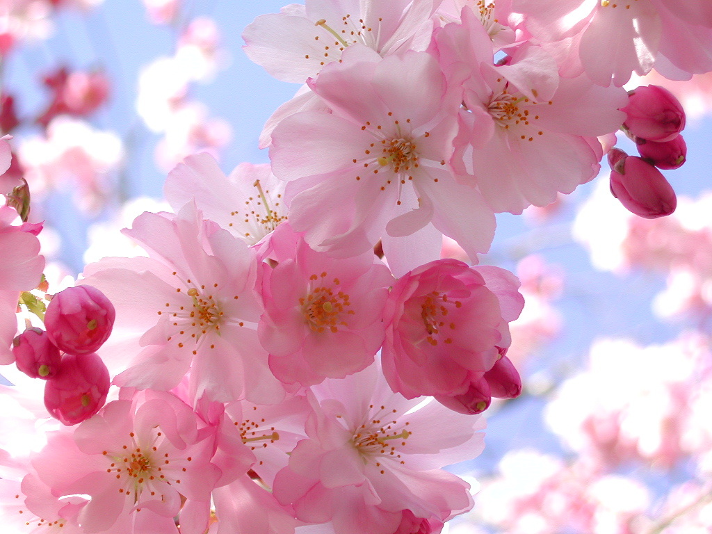 pink cherry blossom wallpaper |Funny & Amazing Images