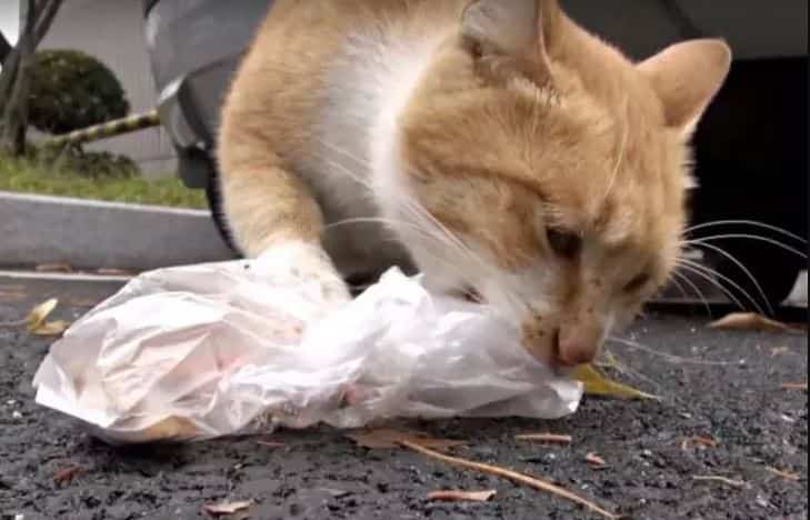 The homeless cat just accepted food in bags,  the woman followed her and found a secret