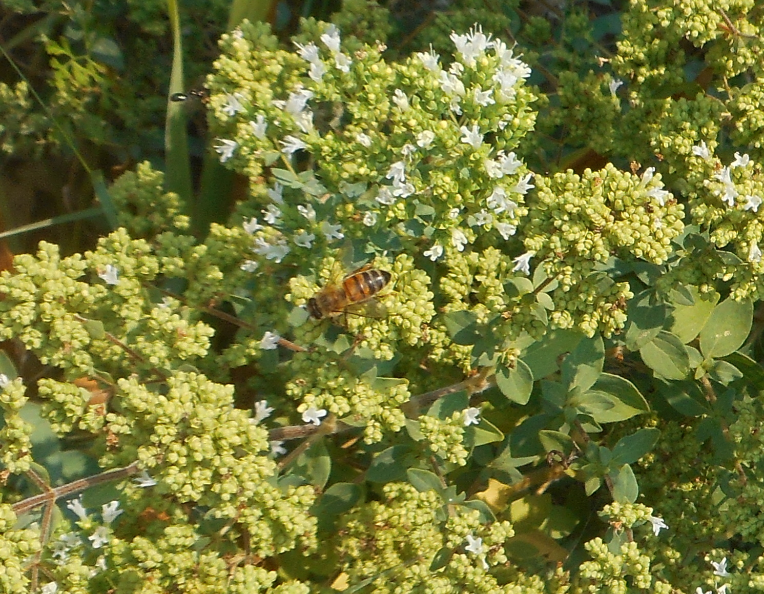 Honeybee browsing oregano flowers
