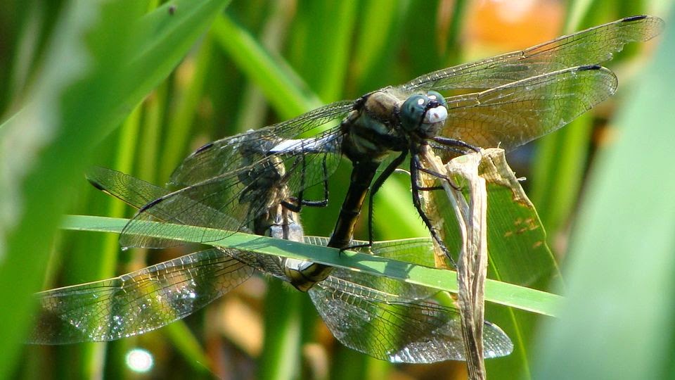 Orthetrum albistylum (couple) DSC19039