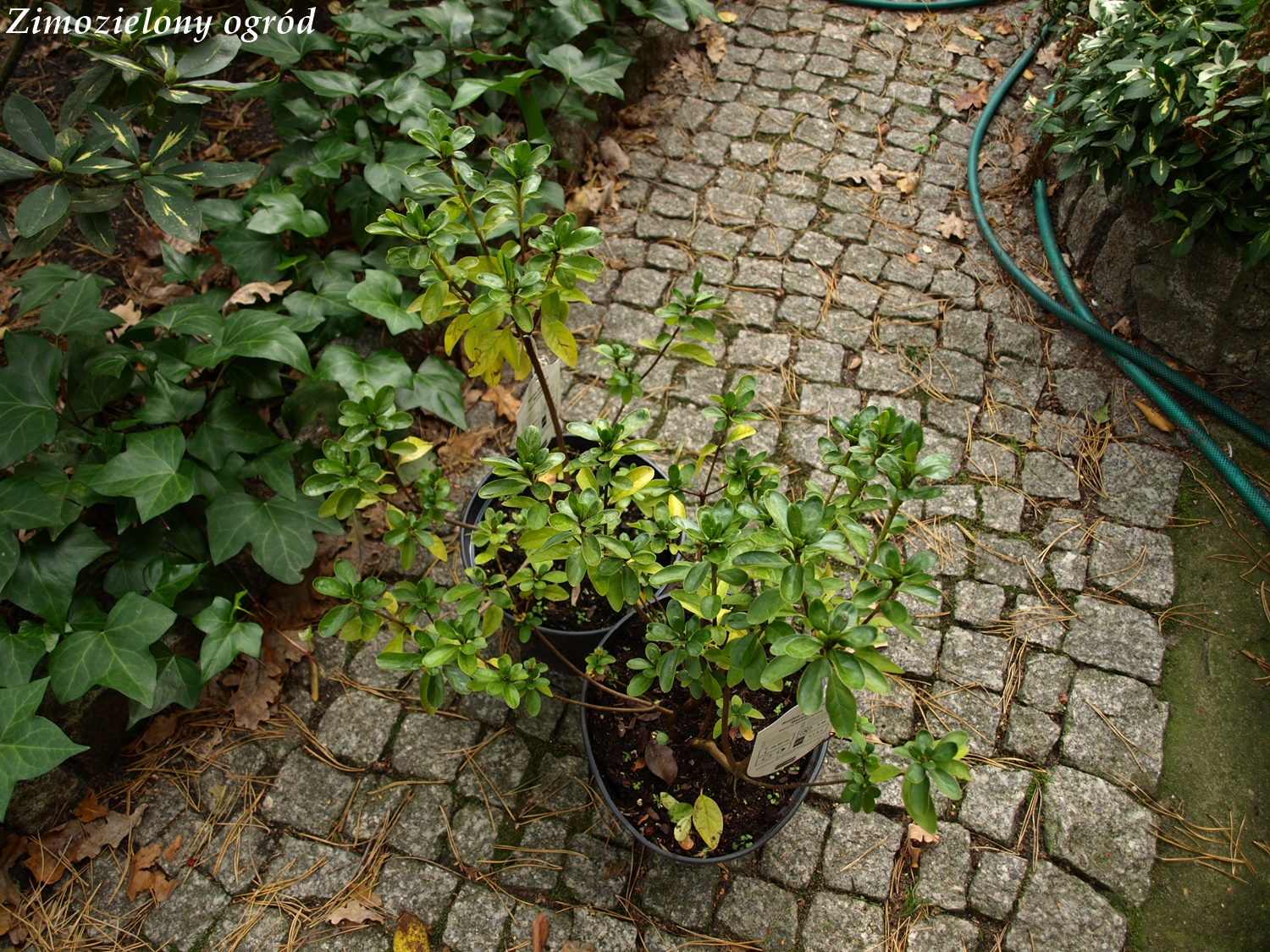Nowe Rosliny Jesien 2018 Zimozielony Ogrod
