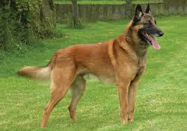 dünyanın en büyük köpek cinsleri nelerdir,büyük köpek cinsleri nelerdir, köpek cinsleri nelerdir?,en iyi köpek cinsleri nelerdir,türk köpek cinsleri nelerdir, iskoç köpek cinsleri nelerdir,çin köpek cinsleri nelerdir ,alman köpek cinsleri nelerdir ? evde beslenecek büyük köpek cinsleri nelerdir ? safkan köpek ırkları nelerdir ? uzun köpek cinsi nedir? eğitilebilir köpek ırkları nelerdir ? büyük ırk köpekler nelerdir