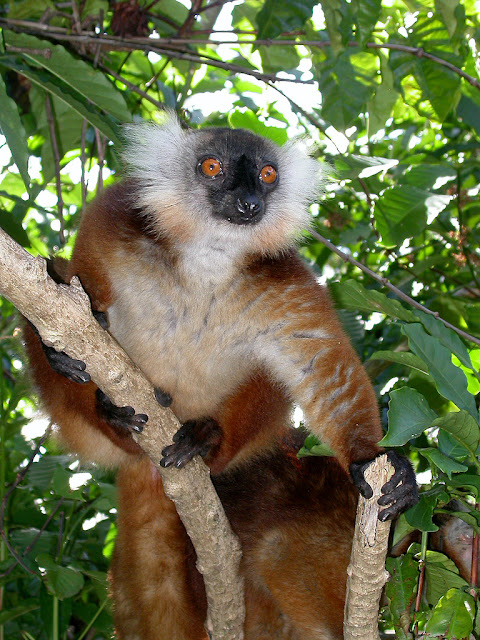 Eulemur macaco Eulemur macaco