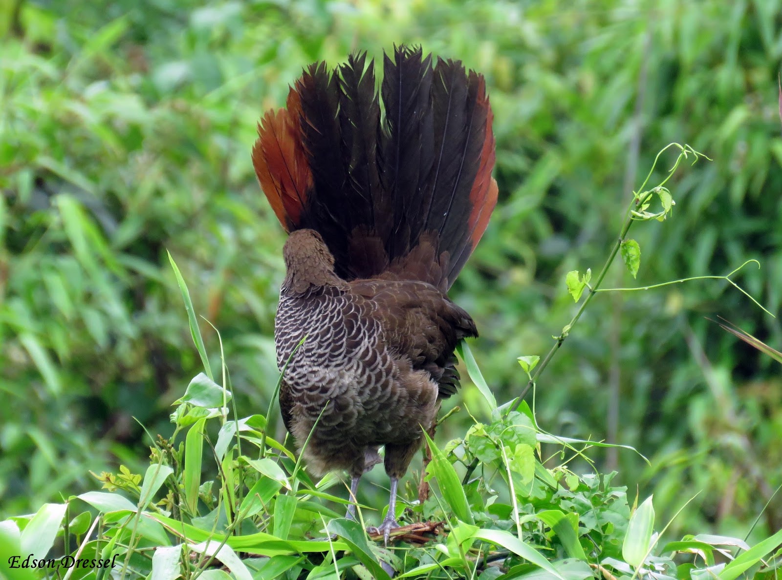COAMA Clube dos Observadores de Aves da Mata Atlântica Joinville