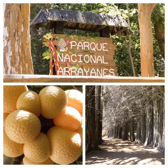 What to do in Bariloche: Collage of forest pictures from Parque Nacional Arrayanes