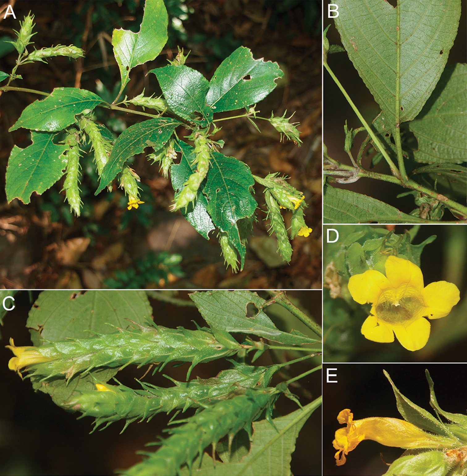 Species New to Science [Botany • 2017] Strobilanthes namkadingensis