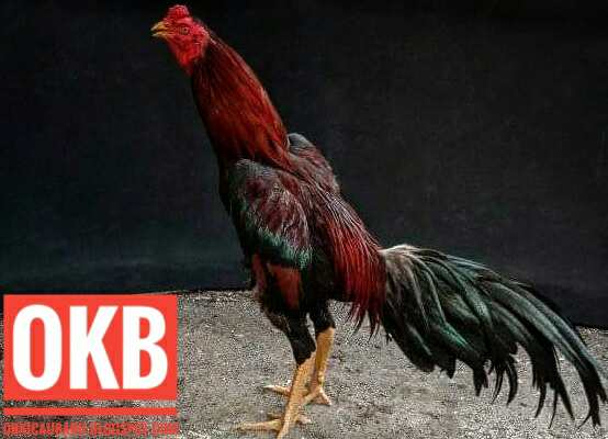 Beberapa manfaat bekicot untuk ayam bangkok aduan