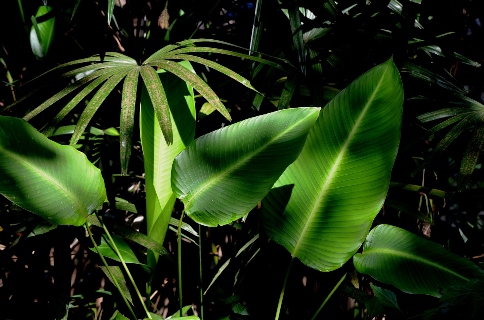 The Kambatik Park, Bintulu. Broad leaves in the landscape