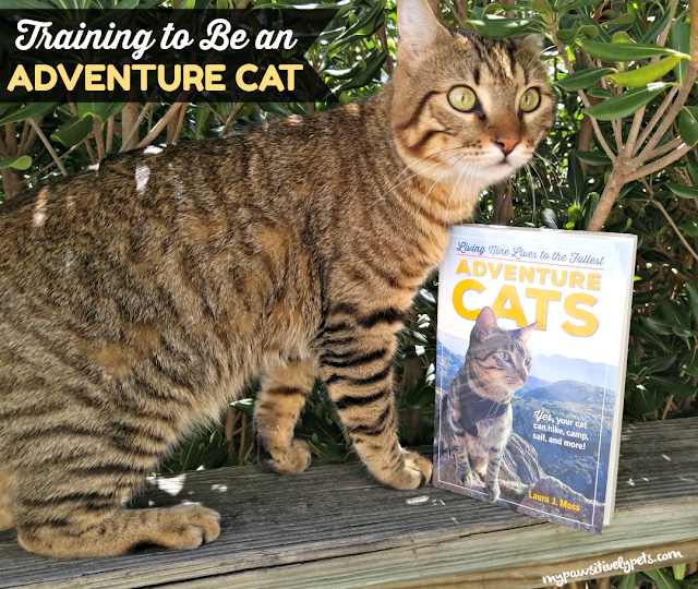 Training to Be an Adventure Cat Adventure Cats Book Giveaway
