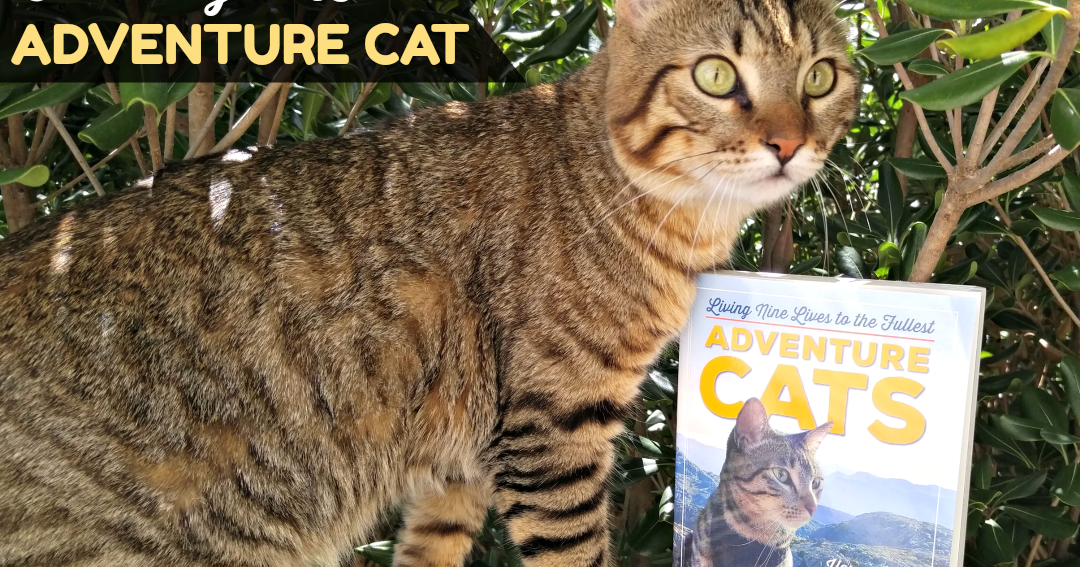 Training to Be an Adventure Cat Adventure Cats Book Giveaway