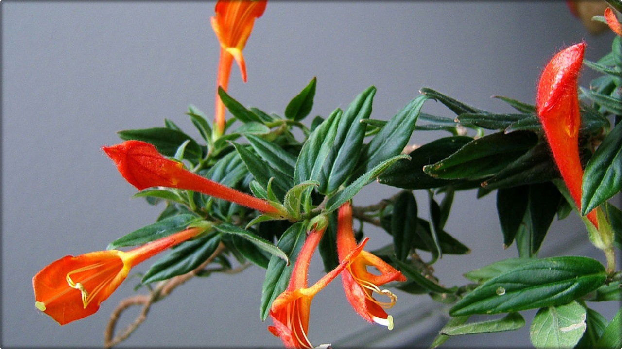 How to Grow and Care for Goldfish Plants