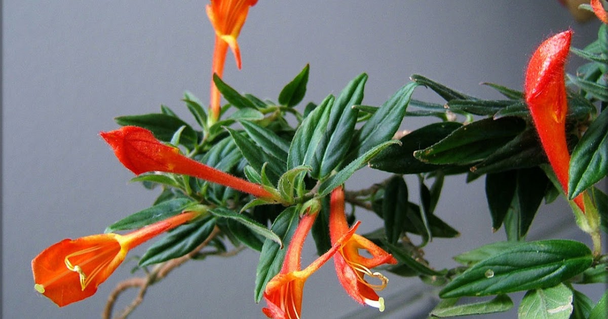 How to Grow and Care for Goldfish Plants