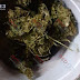 Asegura SSP a uno en posesión de marihuana, en Zamora